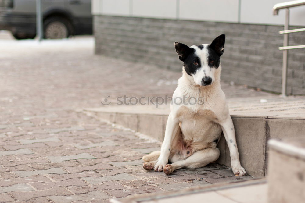 Similar – Funny dog near shabby building on street