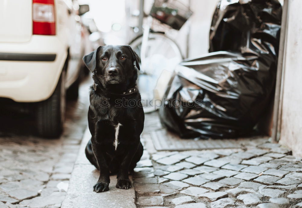 Funny dog near shabby building on street