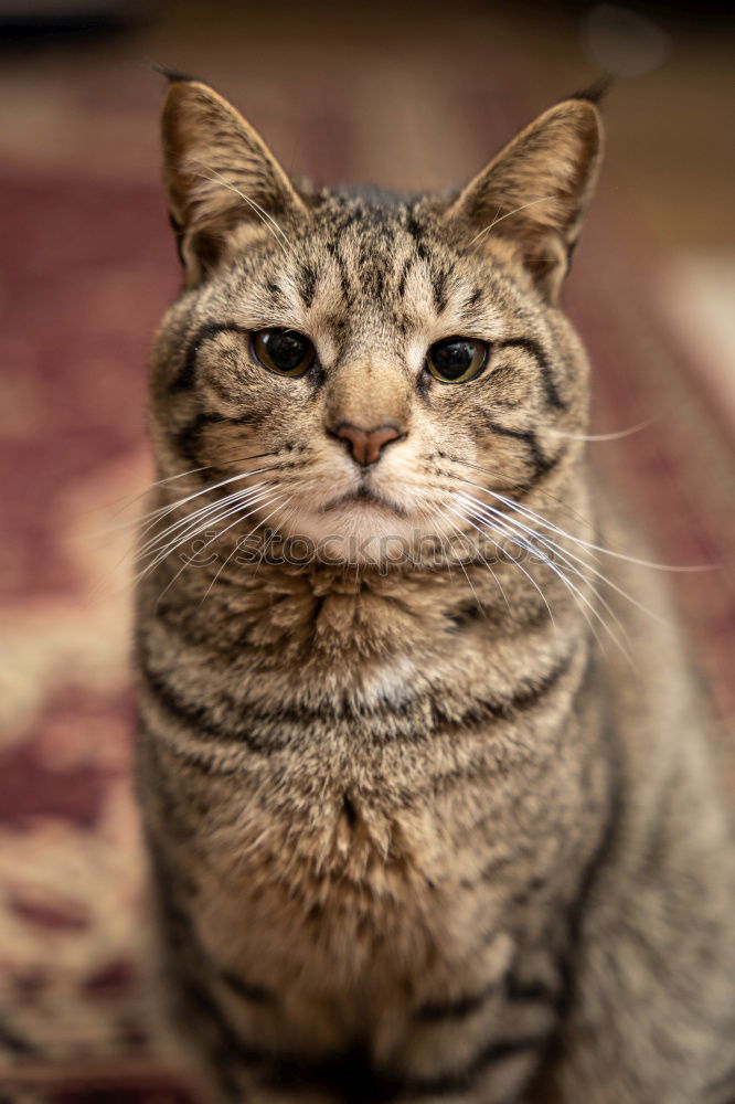 Similar – Image, Stock Photo nocturnal active Cat