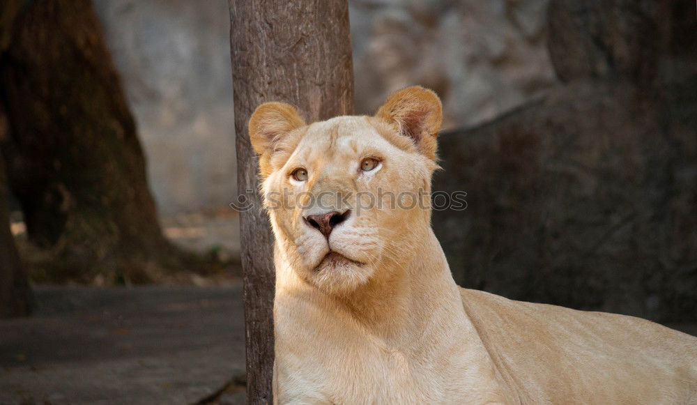 Similar – Image, Stock Photo White lioness in high grass