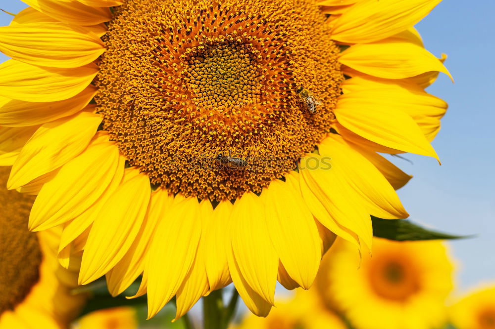 Similar – of bees and flowers