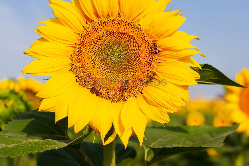 Similar – sunflower Beautiful Summer