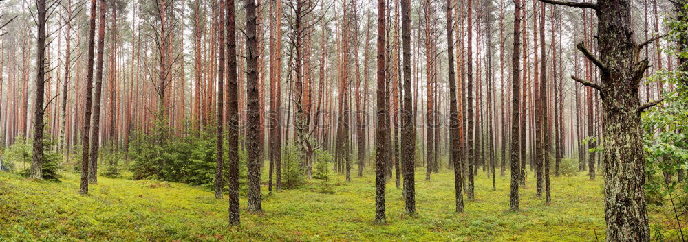 Similar – Rows of trees in forest