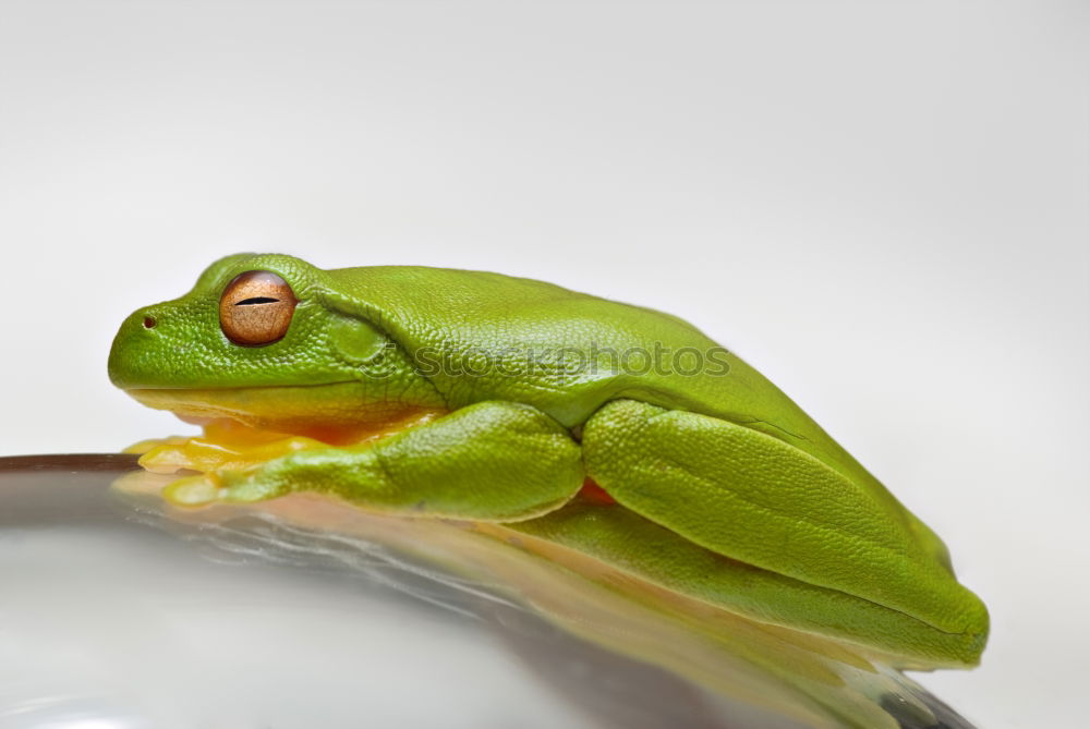 Hyla arborea Nature Animal