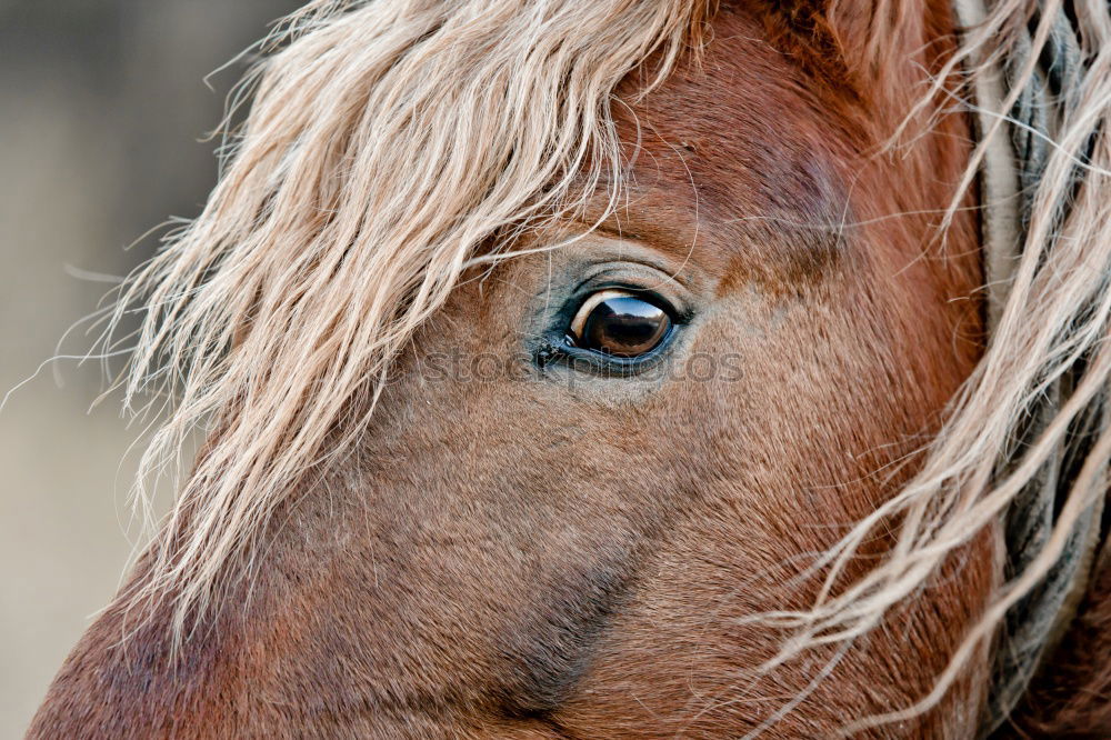 Image, Stock Photo Icelanders