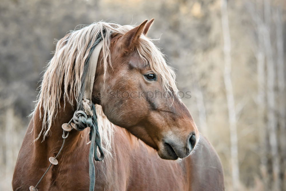 Similar – _ langes Gesicht Pferd