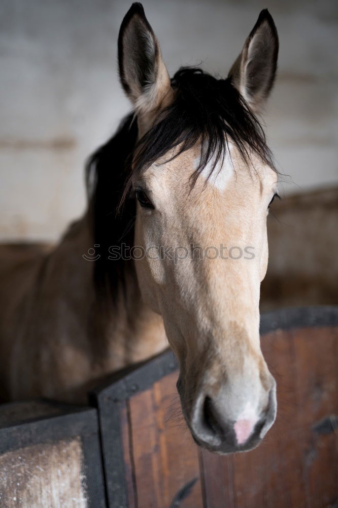 Similar – horse head, stable doors