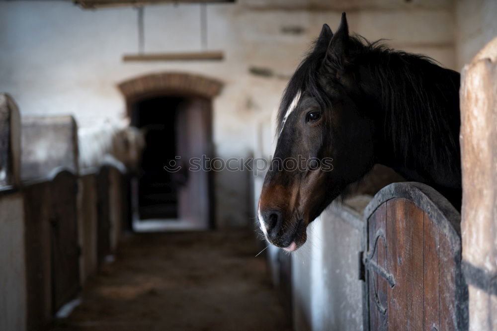 Similar – Image, Stock Photo Half Door Animal