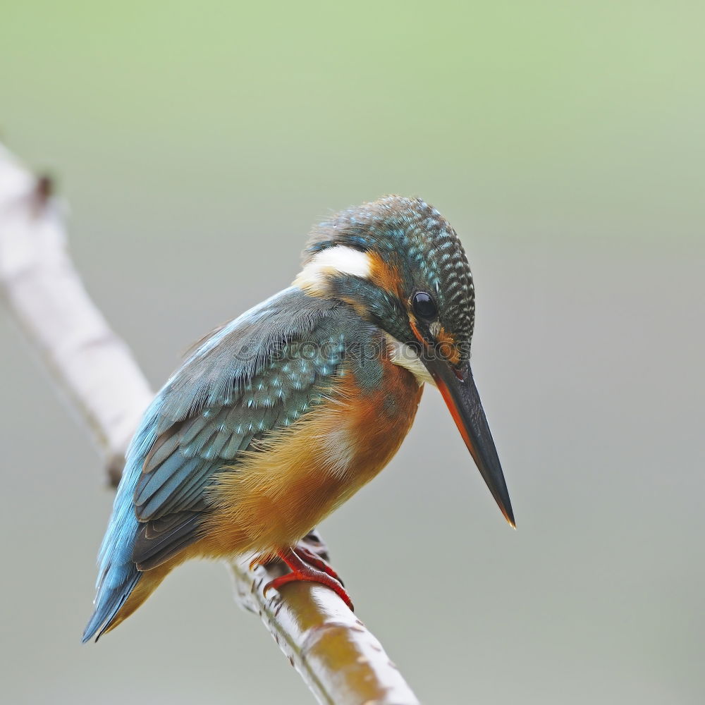 Similar – Kingfisher in reed Nature