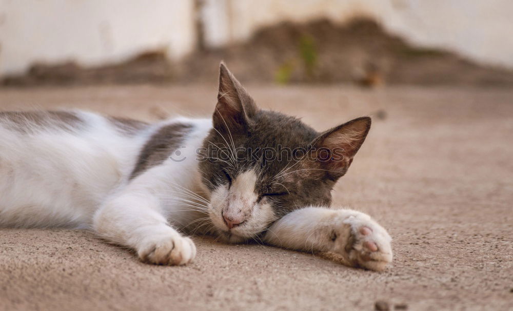 Similar – Image, Stock Photo Beautiful alley kitty