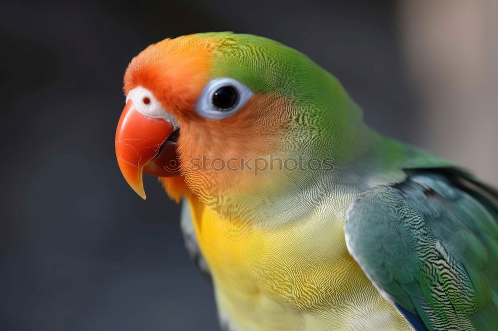 Similar – Image, Stock Photo Blue Indian ringneck parrot Psittacula krameri