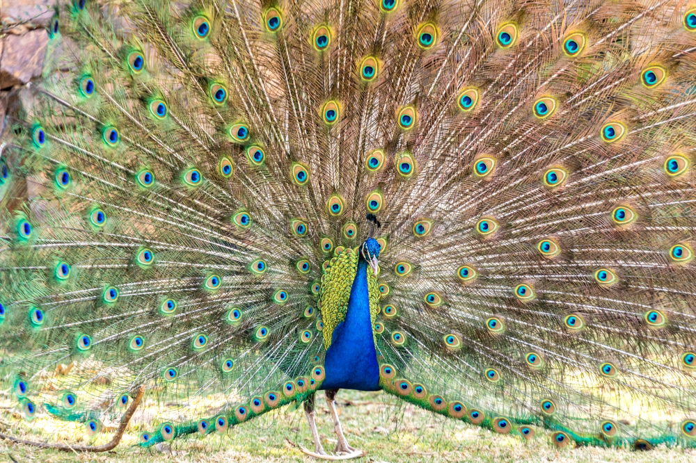 Similar – Image, Stock Photo poser Animal Peacock 1