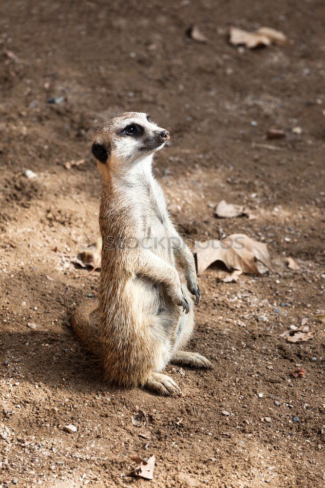 raised hide Meerkat Animal