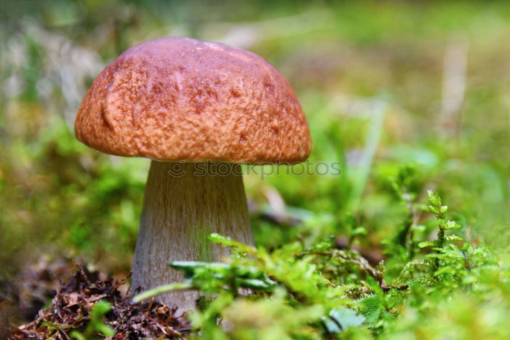 Similar – Image, Stock Photo mushroom season Life Plant