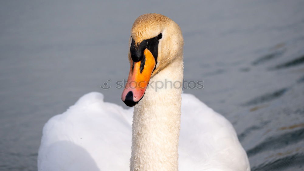 Similar – Image, Stock Photo goose linen Goose