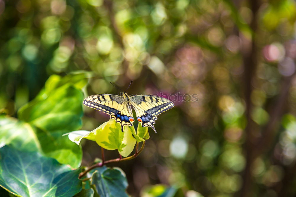 Similar – Girl … Butterfly Yellow