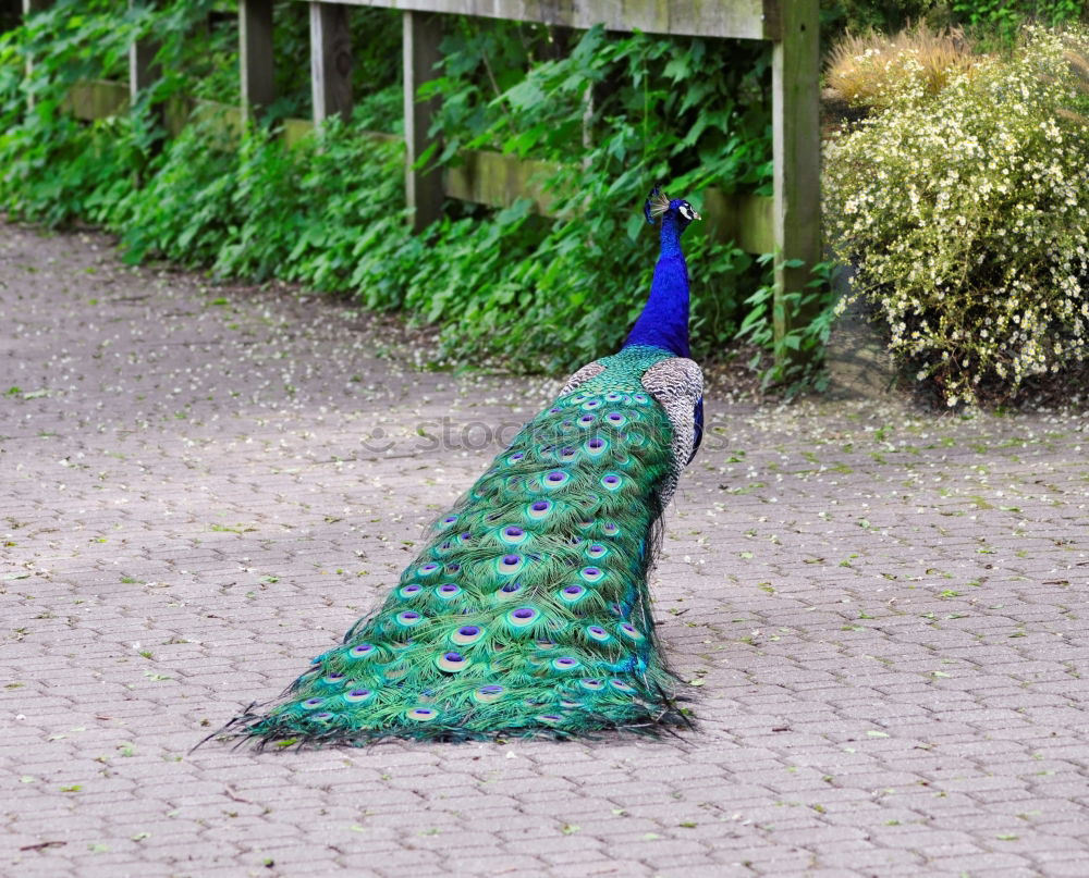 Similar – blue polyethylene bag for garbage fly