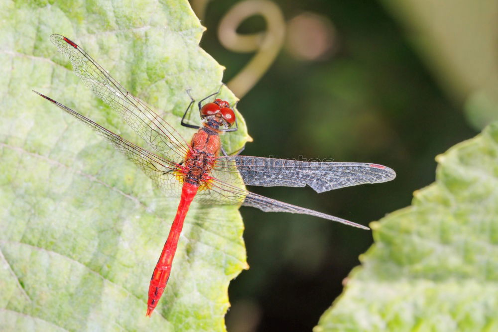 Similar – Image, Stock Photo Under the sign of the dragonfly