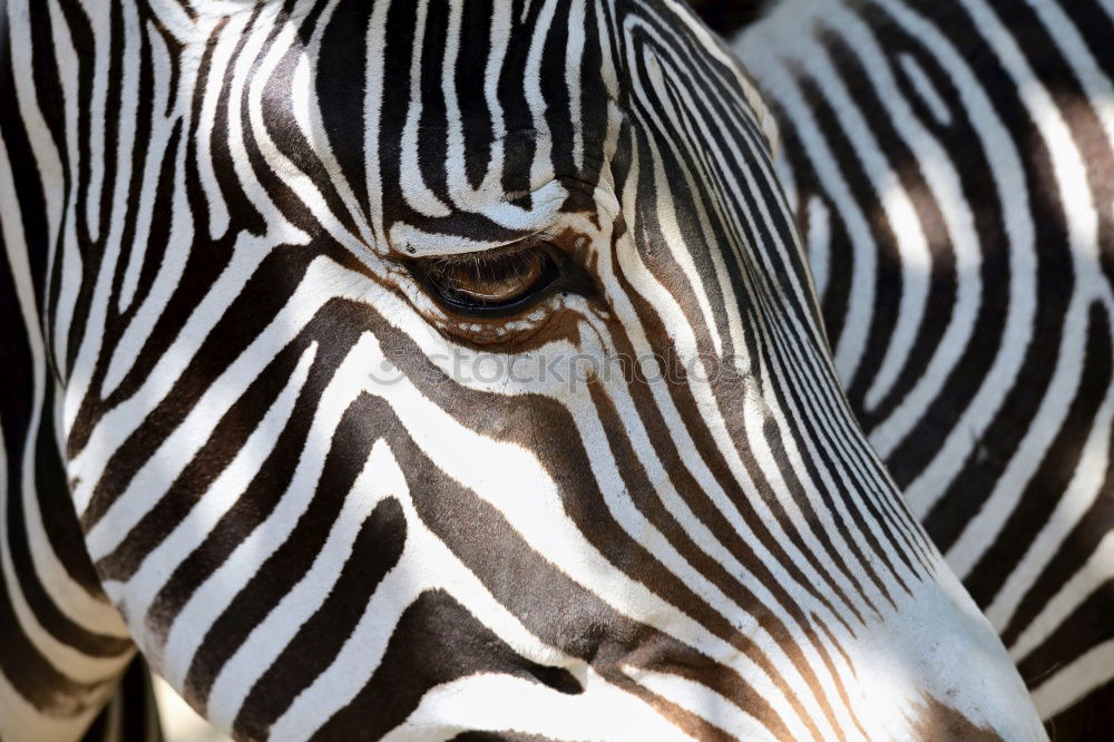 Zebras standing together 2