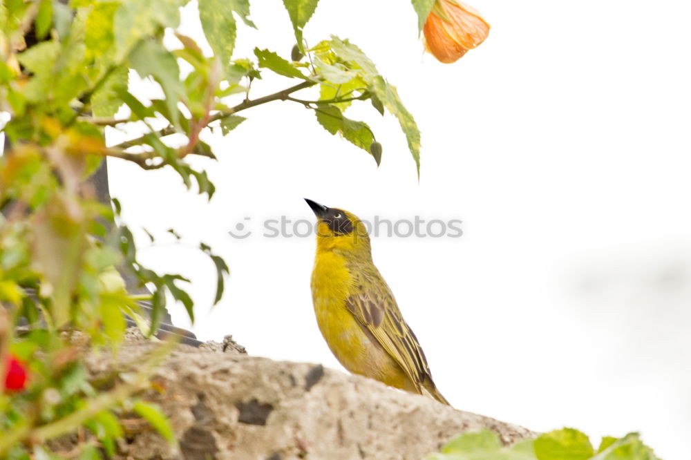 Similar – Image, Stock Photo black-yellow Nature Animal