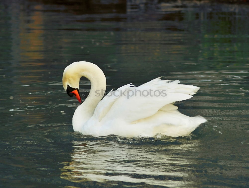 Similar – surfers Green Swan Waves