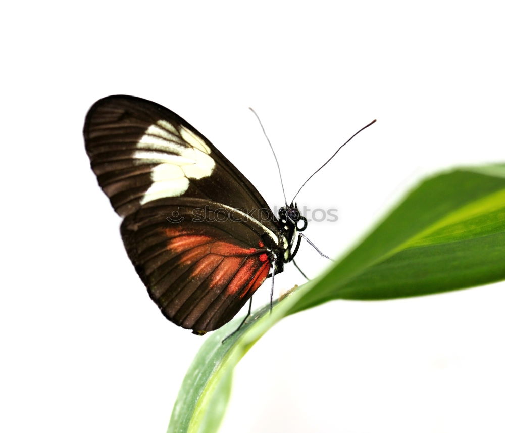 Similar – Image, Stock Photo approaching Butterfly