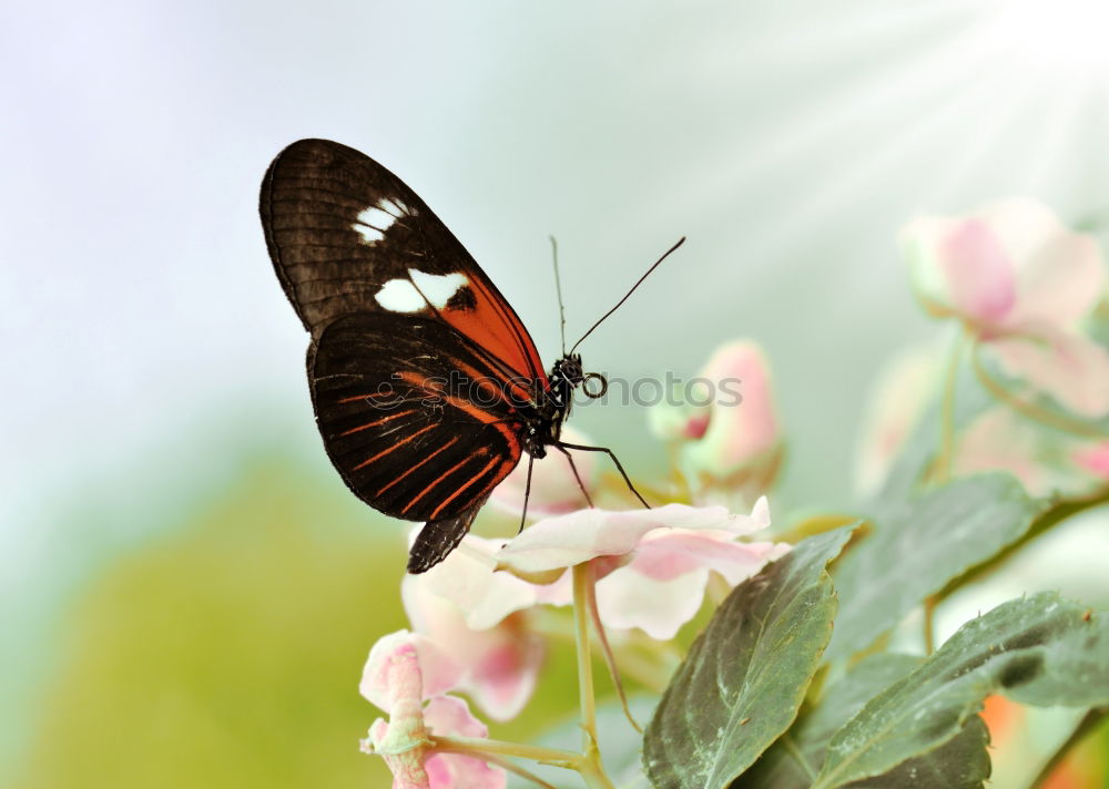 Similar – Image, Stock Photo butterfly in the morning…