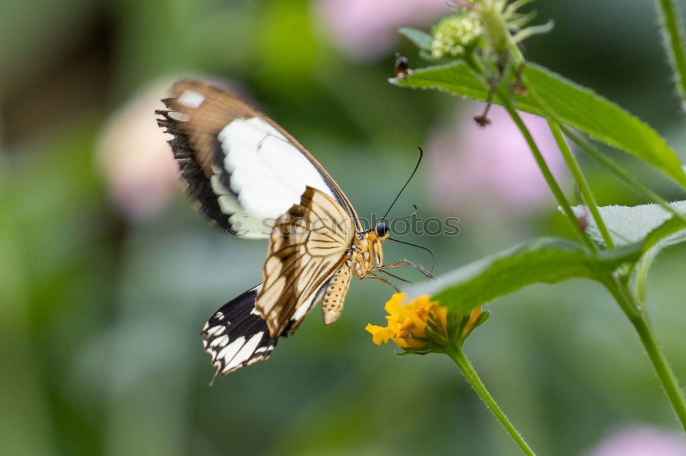 Similar – Image, Stock Photo butterfly :: butterfly