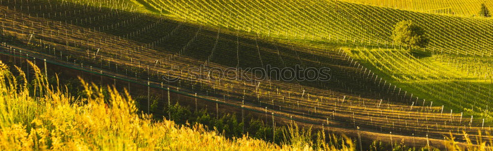 Image, Stock Photo Moselle wine Golden autumn landscape