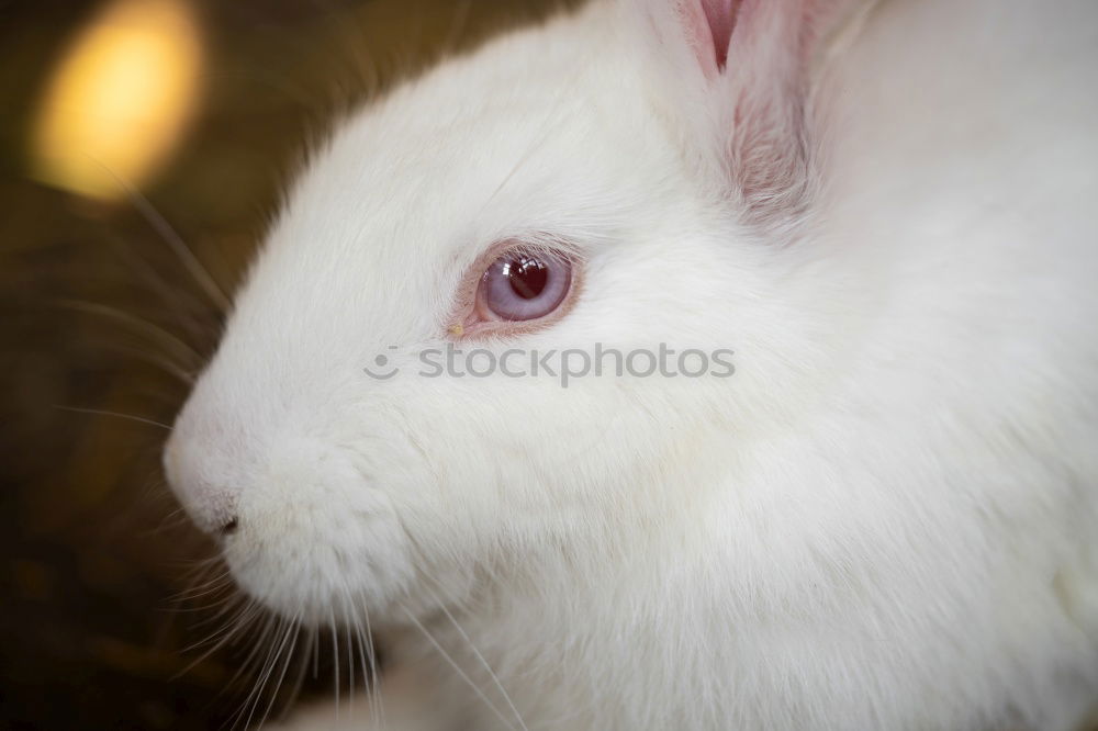 Similar – Image, Stock Photo Rabbit babies 12 days old