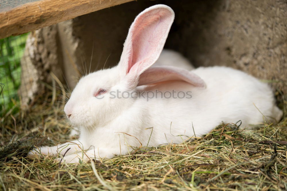 Similar – Sleep well! Easter Grass