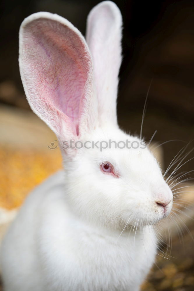 Similar – Image, Stock Photo Rabbit babies 12 days old