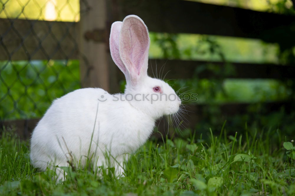 Similar – Image, Stock Photo Green preferred Grass