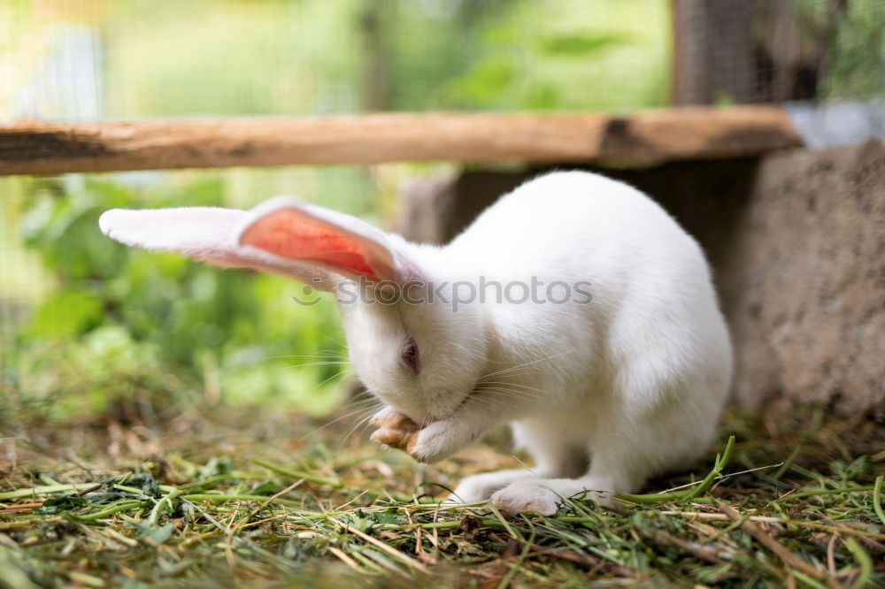 Image, Stock Photo Another world discoverer