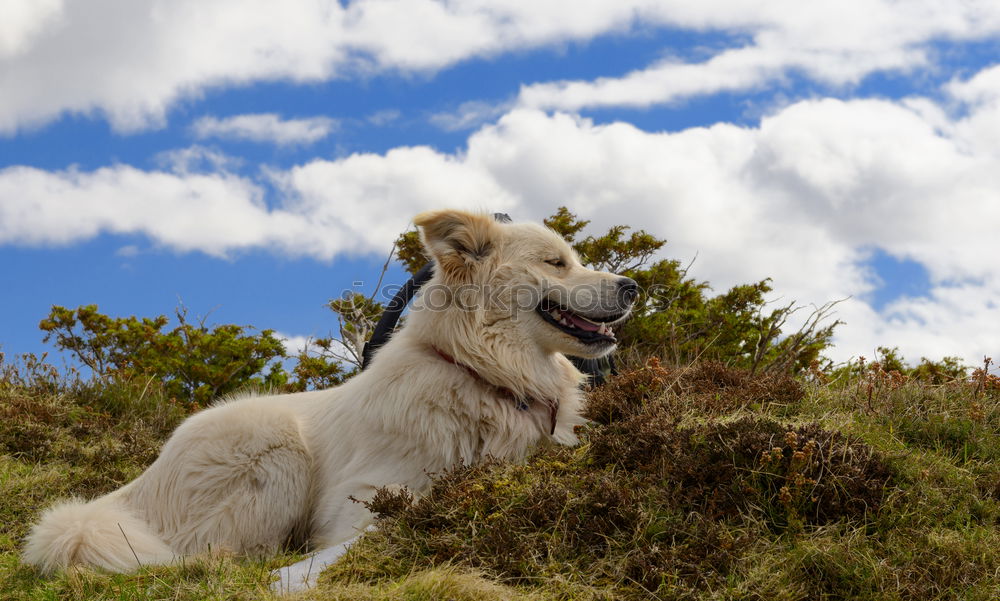 Similar – Foto Bild Instinct Natur Urelemente