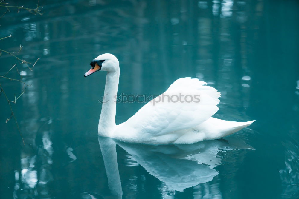 Similar – Cygnus olor Umwelt Natur