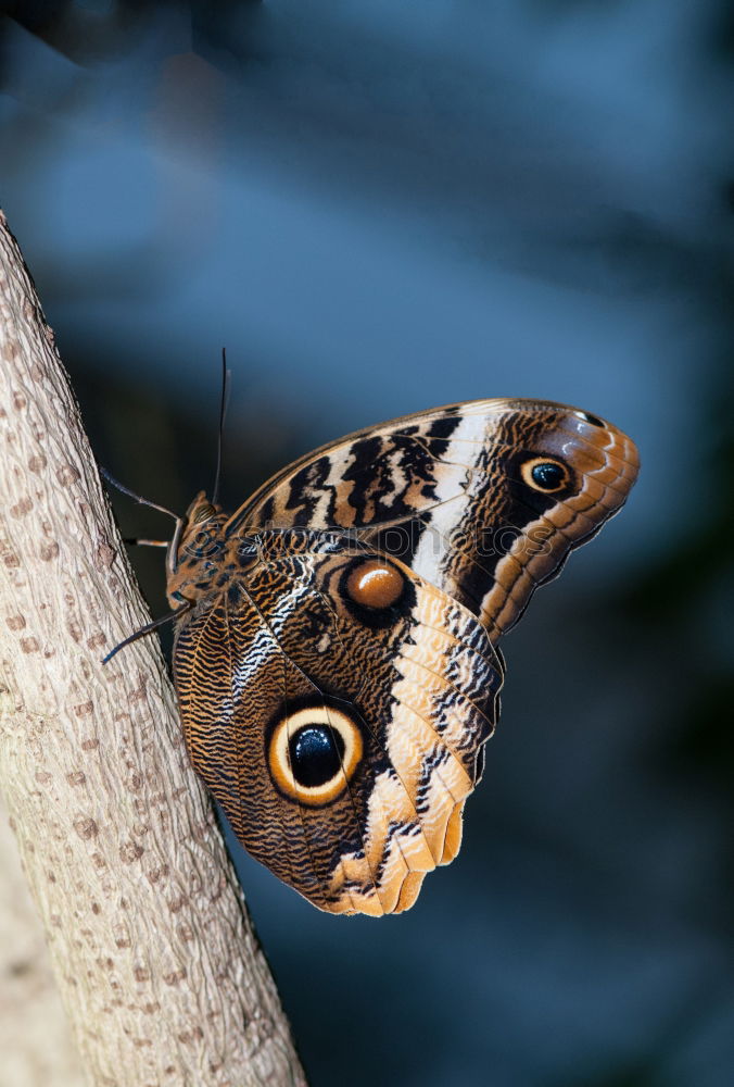 Similar – weiße punkte Schmetterling