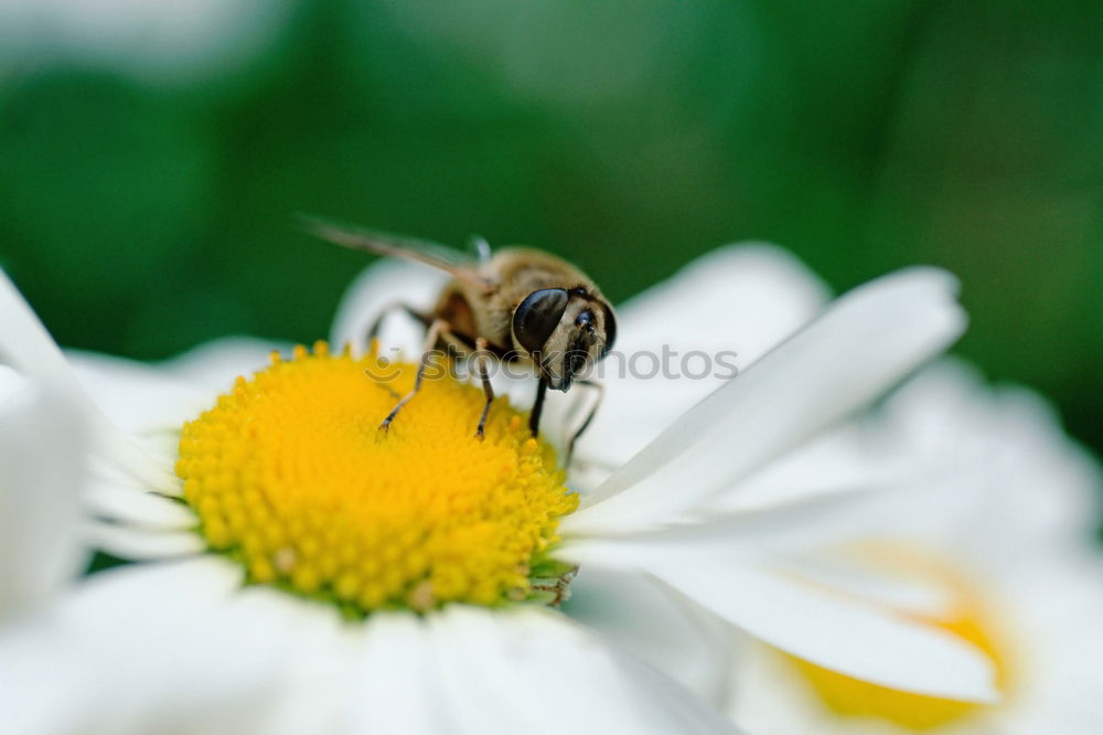 Similar – brummer sucht süßes Sommer