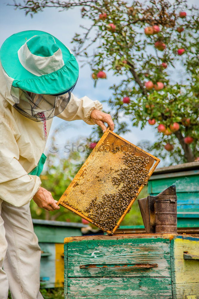 Similar – Image, Stock Photo Beekeeper working collect honey.