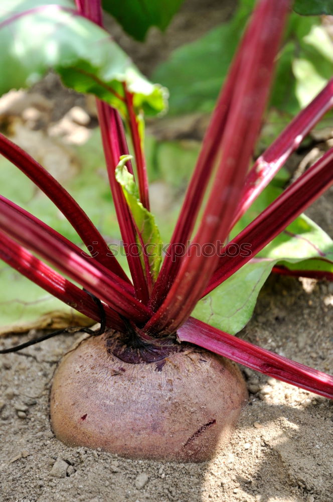 Similar – Image, Stock Photo Woman harvest carrots and beetroot