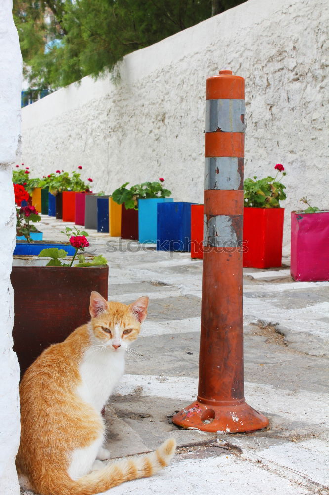 Similar – Tierisch gut: Cat Door