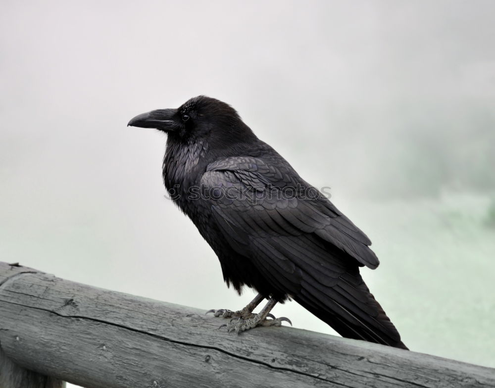 Foto Bild Bergwacht Tourismus Natur