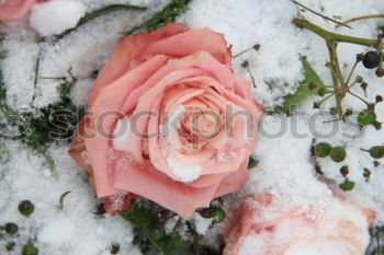 Similar – Image, Stock Photo freezing Autumn Winter