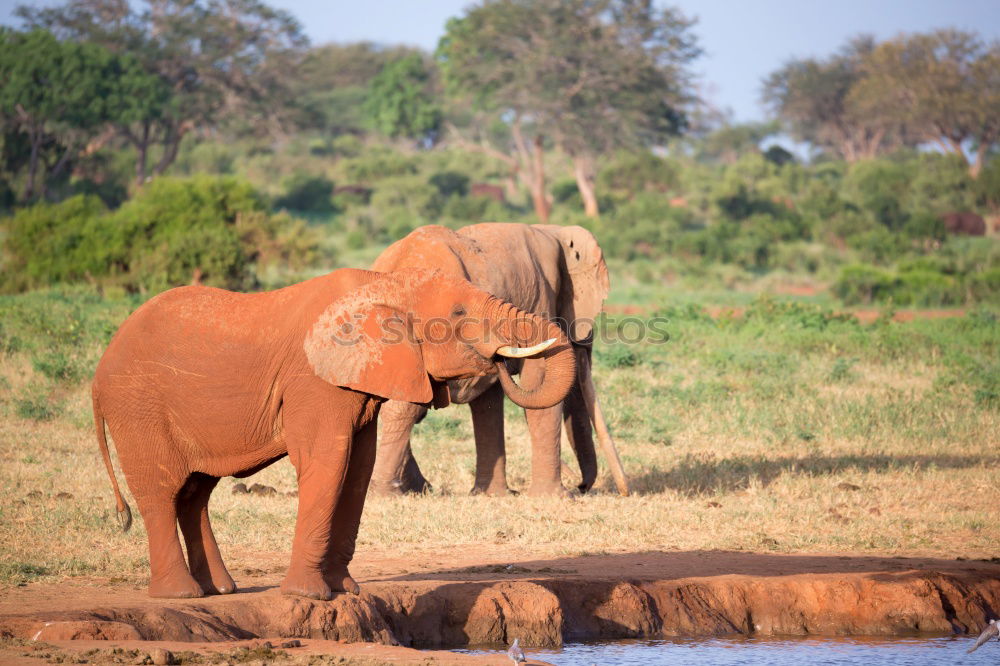 Similar – Image, Stock Photo baby elephant Elephant