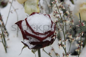 Similar – Foto Bild Rote Rosen im Schnee im Frost