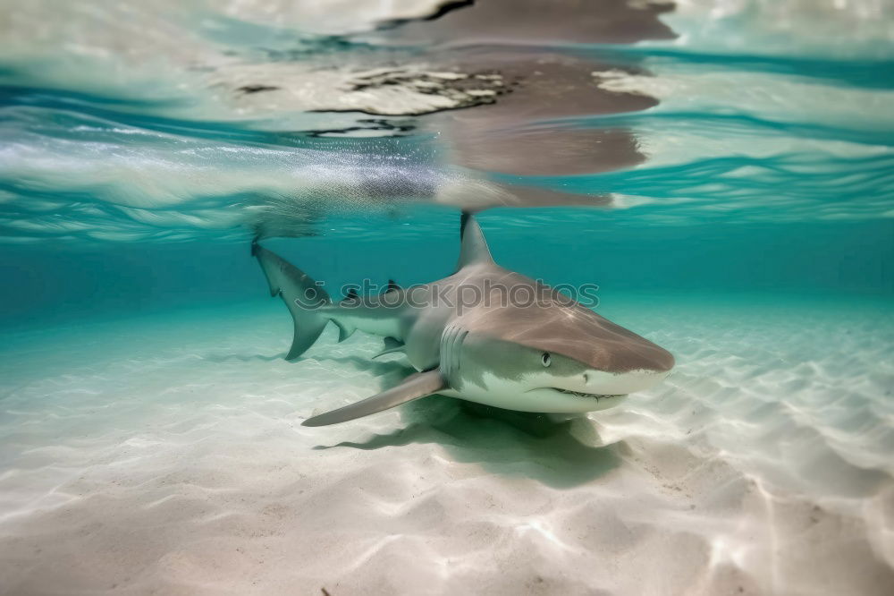 Similar – Image, Stock Photo (Finance) Shark? Frankfurt