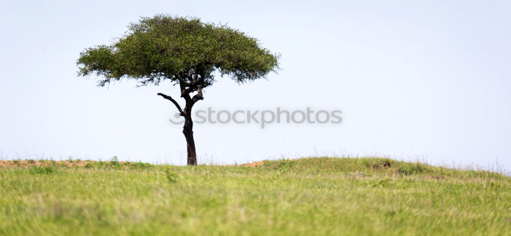 Similar – lonely tree Tree Summer