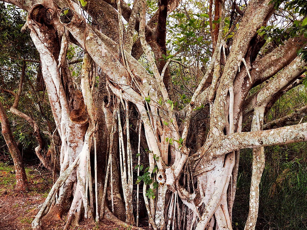 Australia Tree Growth