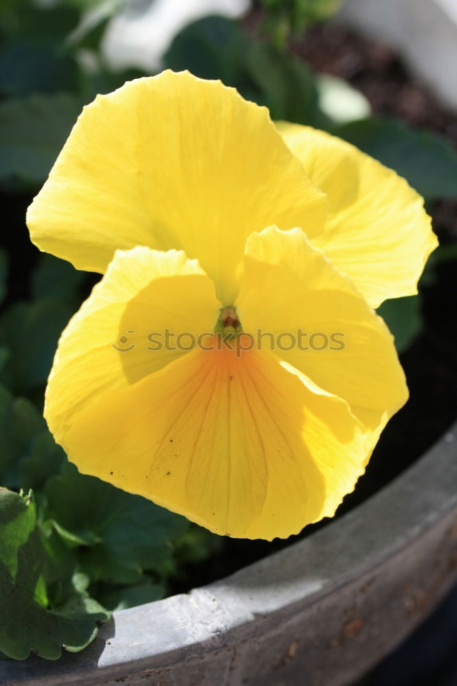 Similar – Yellow primroses on red wooden table