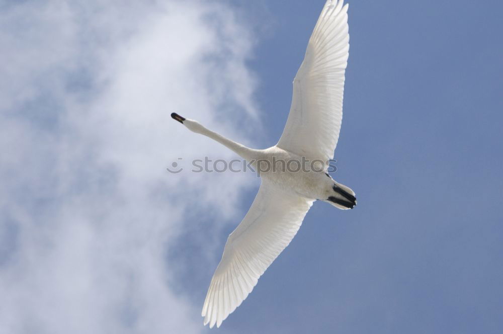 Similar – boundless Seagull White